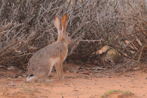 Abyssinian Hare
