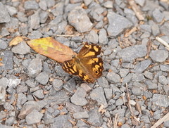 Heteronympha banksii