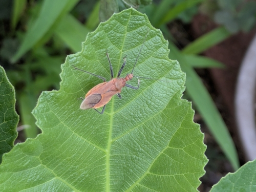 Cutocoris russatus