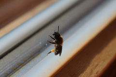Andrena bicolor