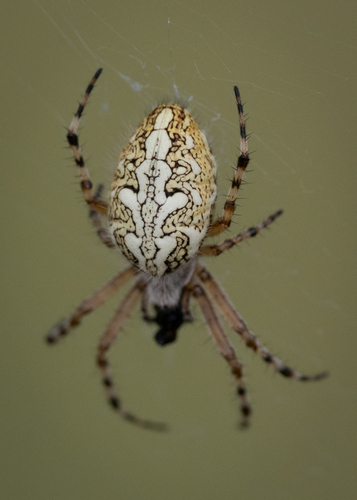Oak Spider