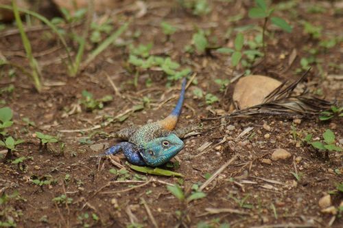 Kivu blue-headed tree agama