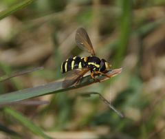 Xanthogramma citrofasciatum