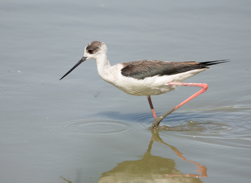 iNaturalist image