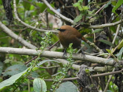 Cinnycerthia unirufa