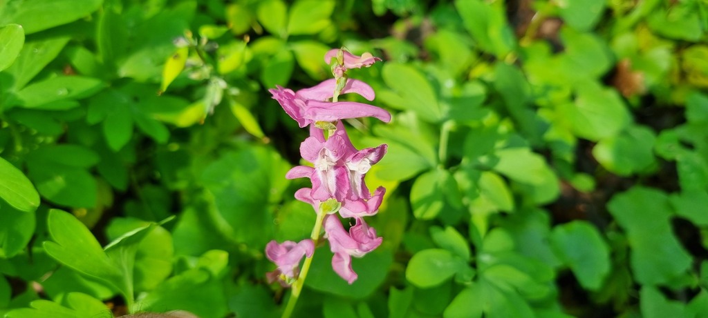 Corydalis cava; photograph (c) Barry Stewart, some rights reserved (CC BY)