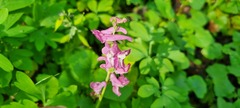 Corydalis cava