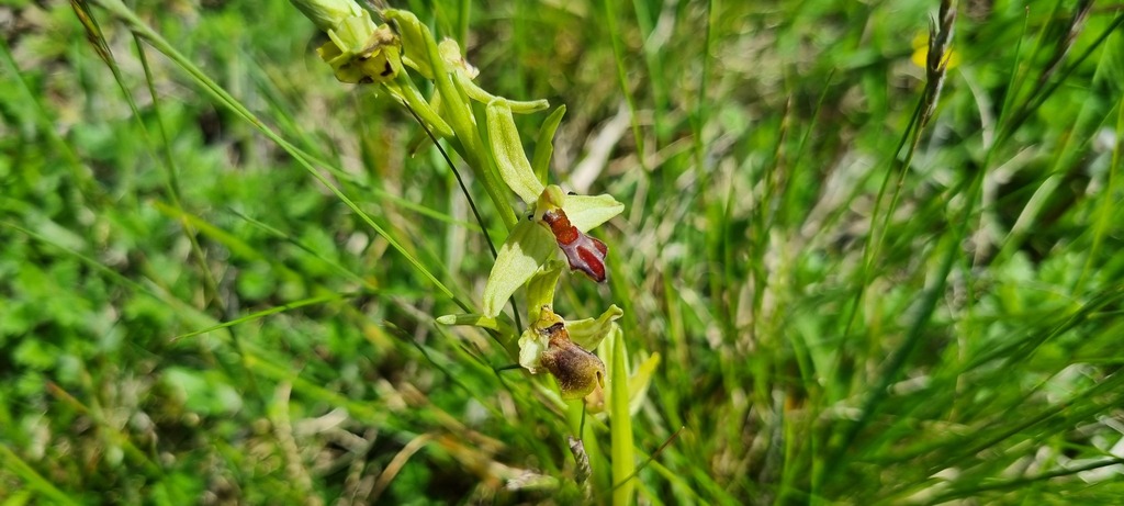 Ophrys sphegodes; photograph (c) Barry Stewart, some rights reserved (CC BY)