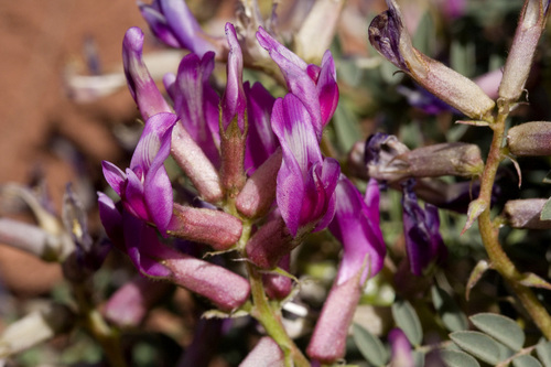 Astragalus crassicarpus var. cavus