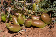 Astragalus crassicarpus cavus