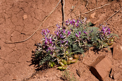Astragalus crassicarpus cavus