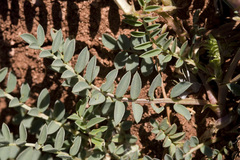 Astragalus crassicarpus cavus