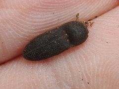 Agrypnus rectangularis