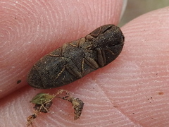 Agrypnus rectangularis
