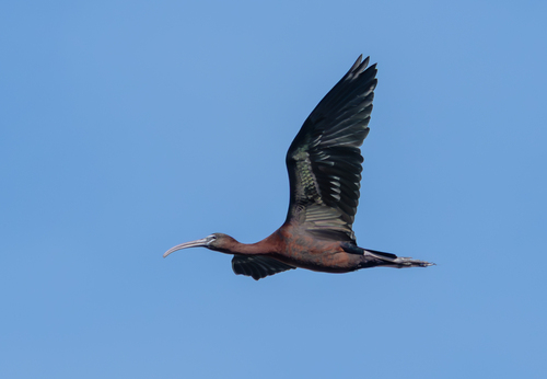 iNaturalist: (c) Abby Sesselberg, some rights reserved (CC BY-NC), uploaded by Abby Sesselberg iNaturalist image