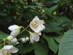 Philadelphus satsumi, photograph (c) Timur Kalininsky, some rights reserved (CC BY)