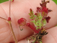 Synchytrium papillatum