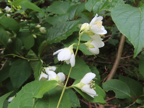 Philadelphus satsumi, photograph 2