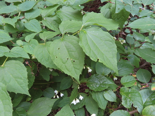 Philadelphus satsumi