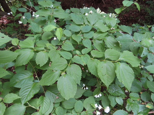 Philadelphus satsumi, photograph 3