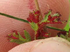 Synchytrium papillatum