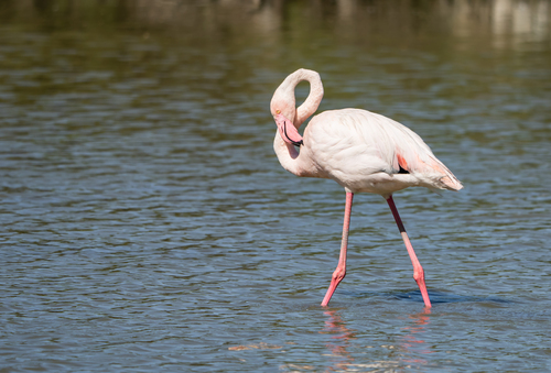 iNaturalist: (c) Abby Sesselberg, some rights reserved (CC BY-NC), uploaded by Abby Sesselberg iNaturalist image