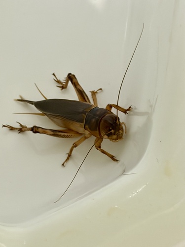 Tarbinskiellus portentosus