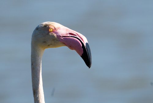 iNaturalist: (c) Abby Sesselberg, some rights reserved (CC BY-NC), uploaded by Abby Sesselberg iNaturalist image