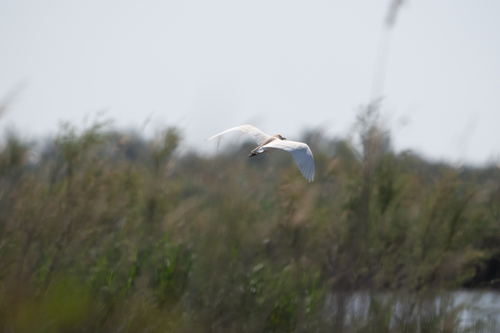 iNaturalist image