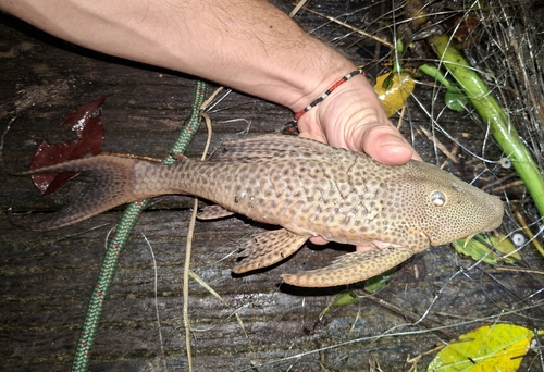 Armored catfish (Hypostomus watwata) — Loricariidae
