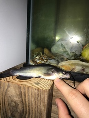 Ictalurus punctatus