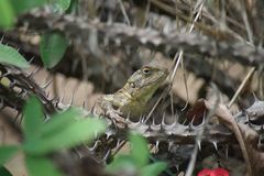 Acanthocercus kiwuensis