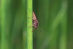 Eurygaster austriaca