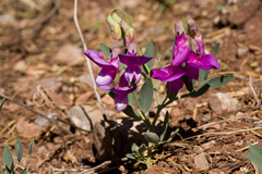 Lathyrus eucosmus