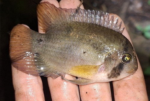 Keyhole (Cleithracara maronii) — Cichlidae — 2