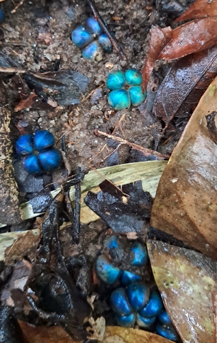 Margaritaria nobilis