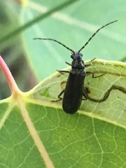 Rhagonycha mandibularis