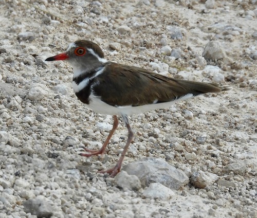 iNaturalist image