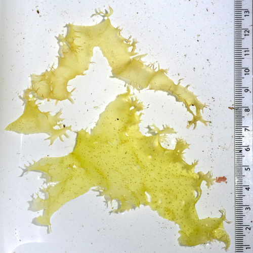 Nitophyllum punctatum observed 2026-06-04