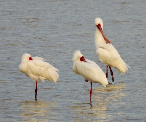 iNaturalist image