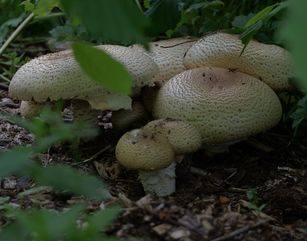 The Prince · June 2026 · photo: Photo: no rights reserved · iNaturalist