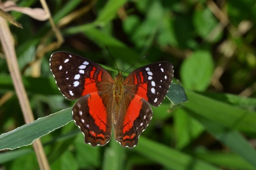 Red Peacock