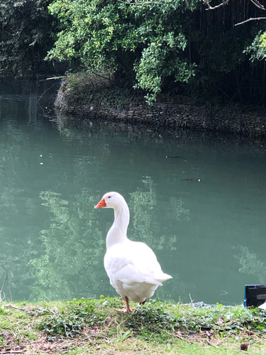 iNaturalist image