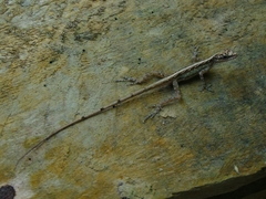 Anolis peraccae