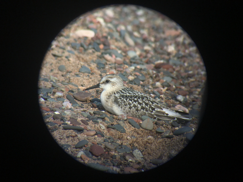 iNaturalist image