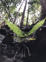 Polystichum tripteron
