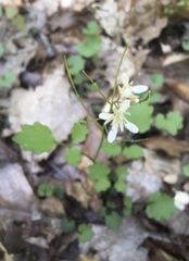 Cardamine flagellifera