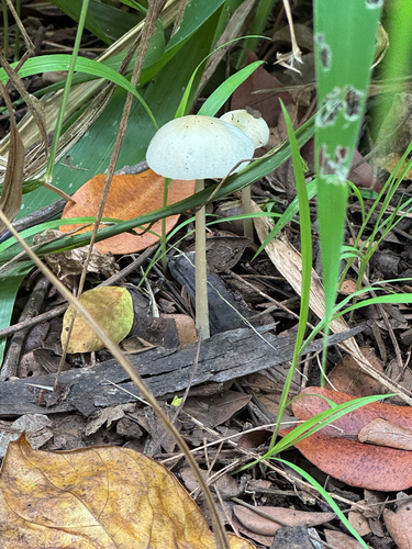 Panaeolus cyanescens, 2026-06-05