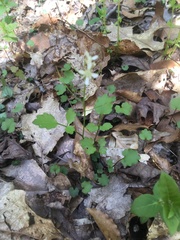 Cardamine flagellifera