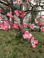 Cornus florida rubra